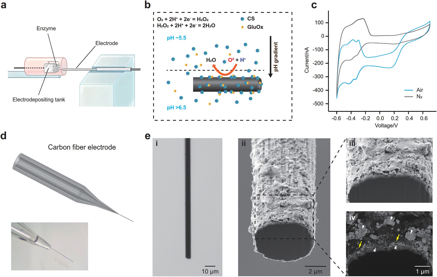 Zhao 等 2026 原文 Figure 1：超快 glutamate sensor 的制备策略和 nanoscale enzyme coating