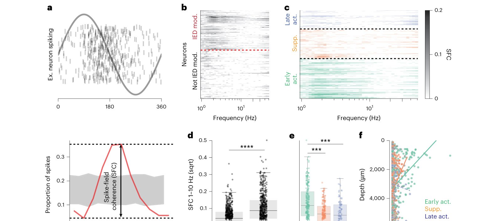Silva 等 2026 原文 Figure 4：IED 调制神经元与低频 LFP oscillation 的 spike-field coherence