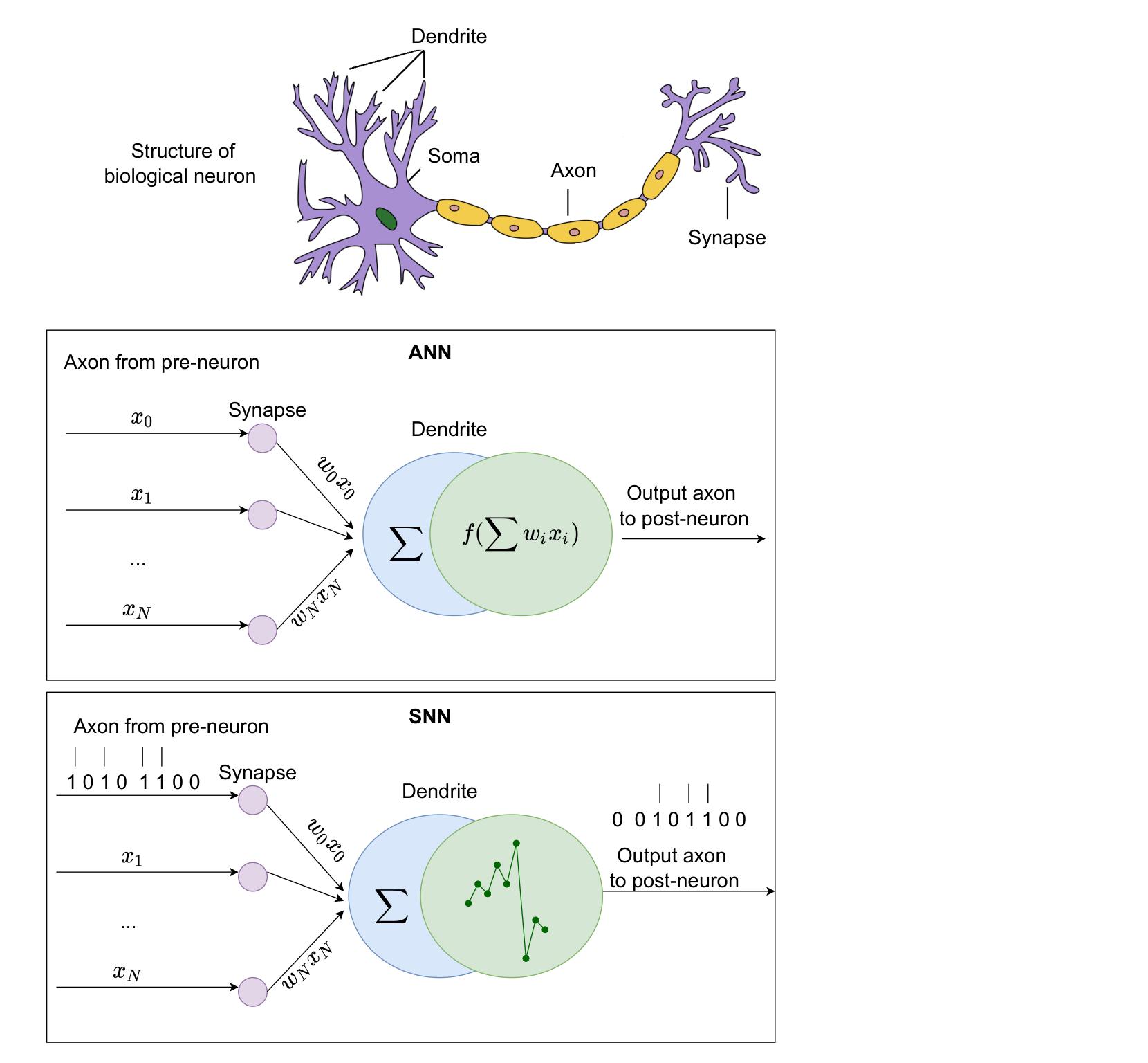 Yamazaki 2022 Figure 2：生物神经元、ANN neuron 与 SNN neuron 对比